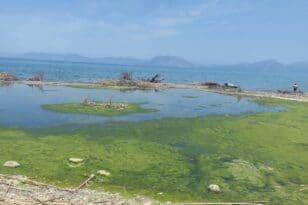 Πολιτιστικός Σύλλογος Αλισσαίων Πείρος: Κρούει τον κώδωνα του κινδύνου - Μούχλα στην εκβολή του ποταμού ΦΩΤΟ