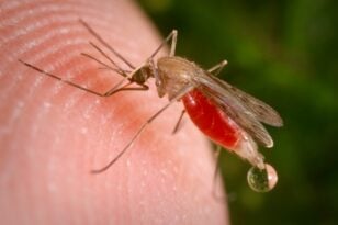 Κίνδυνος ελονοσίας στην Ελλάδα τις επόμενες δεκαετίες – Έρευνα του ΑΠΘ