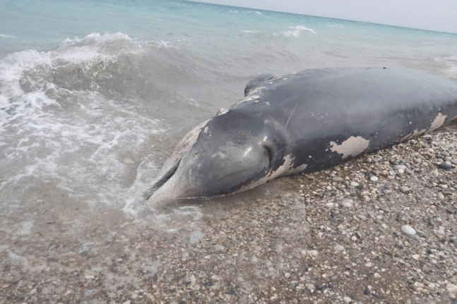 Εντοπίστηκε νεκρή φάλαινα ζιφιός στη Ρόδο - Είχε καταπιεί πλαστικά