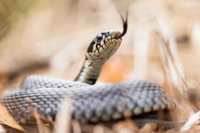 Πάτρα: Τρία φίδια σκόρπισαν πανικό σε πολυσύχναστο δρόμο της πόλης