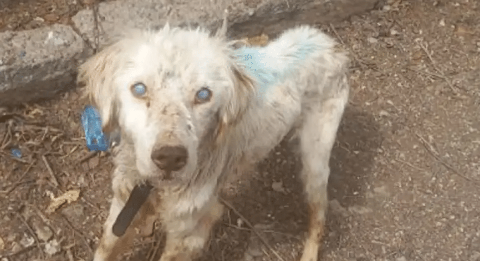 Εικόνες ντροπής από Φθιώτιδα: Είχαν για χρόνια αλυσοδεμένο τυφλό σκύλο ΦΩΤΟ