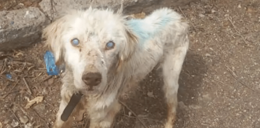 Εικόνες ντροπής από Φθιώτιδα: Είχαν για χρόνια αλυσοδεμένο τυφλό σκύλο ΦΩΤΟ