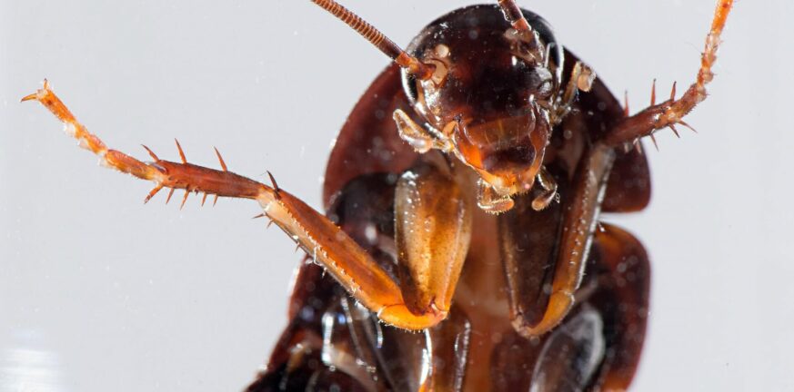 Βόλος: Κατσαρίδες «μεγάλων διαστάσεων» ξεπρόβαλαν και πάλι στους δρόμους - Εντονότερο το φαινόμενο στις υψηλές θερμοκρασίες
