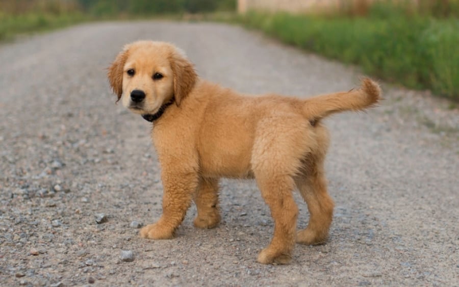 Γιατί το μέγεθος παίζει ρόλο στον χρόνο ζωής των σκύλων Γιατί το μέγεθος παίζει ρόλο στον χρόνο ζωής των σκύλων