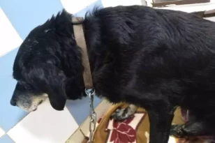 Νέα κτηνωδία στα Χανιά: Έδεσε τον σκύλο σε προφυλακτήρα αυτοκινήτου και τον έσερνε για ώρα