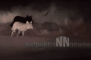 Ναύπακτος: Λύκος κόβει βόλτες μέσα στην πόλη ΒΙΝΤΕΟ