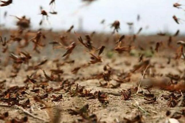 Θράκη: Εκατομμύρια ακρίδες εξαφανίζουν καλλιέργειες – Ανυπολόγιστες οι ζημιές στο βαμβάκι