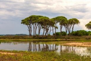 Στροφυλια: Το Δάσος της Ελλάδας που θυμίζει… Κένυα (εικόνες)