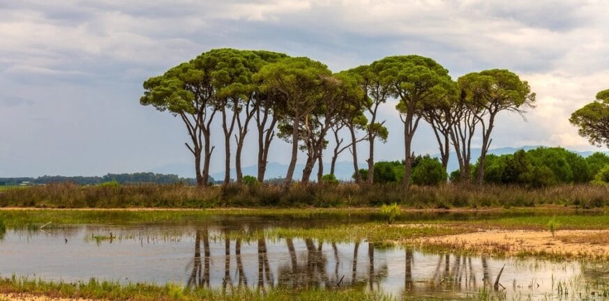 Στροφυλια: Το Δάσος της Ελλάδας που θυμίζει… Κένυα (εικόνες)