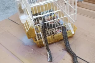 Λάρισα: Φίδι κατασπάραξε καναρίνι μέσα σε κλουβί ΦΩΤΟ