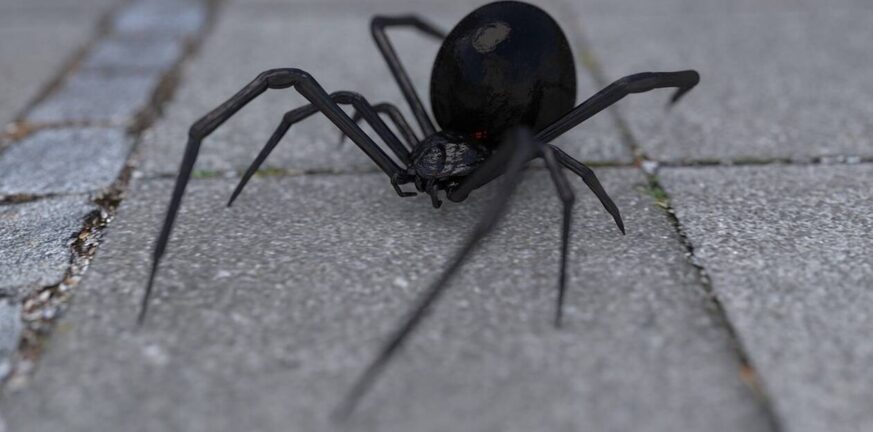 Περιπέτεια για αγρότη στις Σέρρες: Τον τσίμπησε αράχνη «μαύρη χήρα» και τον έστειλε στο νοσοκομείο