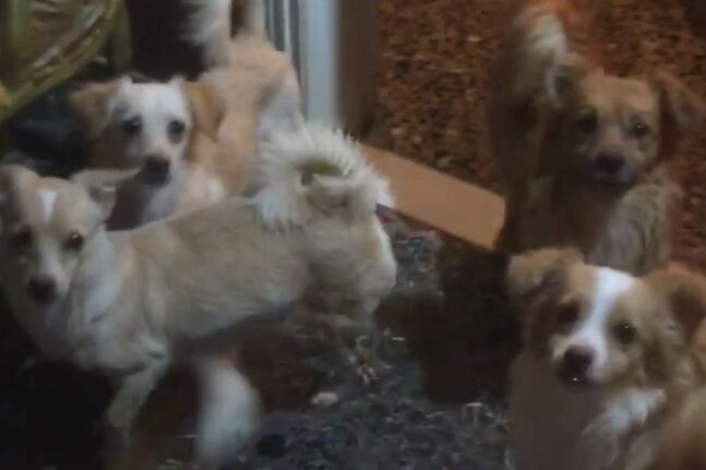 Θεσσαλονίκη: «Ξενοδοχείο»... σκυλιών σε μόλις 70 τ.μ διατηρούσε 60χρονη - Συνελήφθη από τις Αρχές