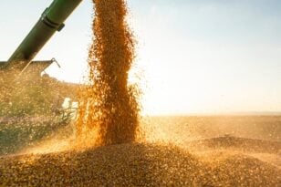 Ουκρανία: Ο πόλεμος μείωσε κατά 55% τις εξαγωγές σιτηρών από τις αρχές Ιουνίου