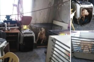 Θεσσαλονίκη: Δίωξη στην 60χρονη που κρατούσε 16 σκυλιά σε διαμέρισμα στην Τούμπα