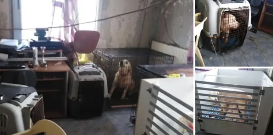 Θεσσαλονίκη: Δίωξη στην 60χρονη που κρατούσε 16 σκυλιά σε διαμέρισμα στην Τούμπα