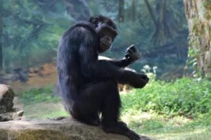 Αττικό Ζωολογικό Πάρκο: Αντιδράσεις για τη θανάτωση του χιμπατζή - Συγκέντρωση διαμαρτυρίας το απόγευμα από Φιλοζωική