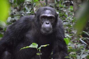 Αττικό Ζωολογικό Πάρκο: Σκότωσαν χιμπατζή που το έσκασε από το κλουβί του