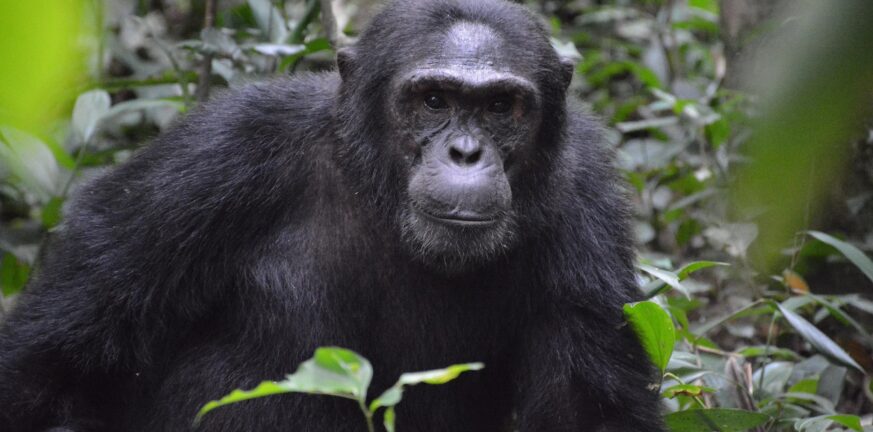 Αττικό Ζωολογικό Πάρκο: Σκότωσαν χιμπατζή που το έσκασε από το κλουβί του