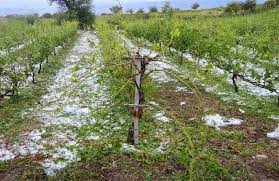 Αγρίνιο: Καταστράφηκε το 40% της παραγωγής σε ελιά και εσπεριδοειδή 