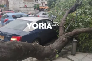 Θεσσαλονίκη: Δέντρο... έπεσε πάνω σε ταξί - Ξεριζώθηκε από τους δυνατούς ανέμους ΦΩΤΟ - ΒΙΝΤΕΟ