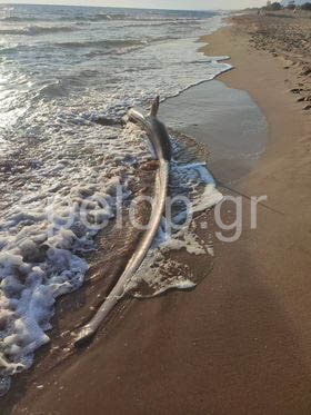 Καρχαριοειδές ξεβράστηκε στην παραλία της Ζαχάρως ΦΩΤΟ