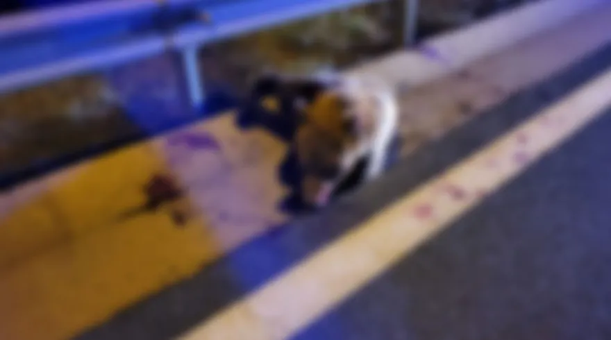 Κοζάνη - Εγνατία Οδός: Αρκούδα συγκρούστηκε με αυτοκίνητο ΦΩΤΟ - ΒΙΝΤΕΟ