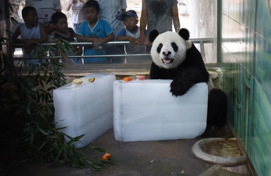 Κίνα: Κόκκινος συναγερμός για τον καύσωνα - Έντονη ανησυχία για τα ζώα της άγριας φύσης