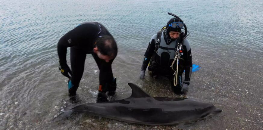 Κόρινθος: Εντοπίστηκε νεκρό δελφίνι στην παραλία Κοκκωνίου