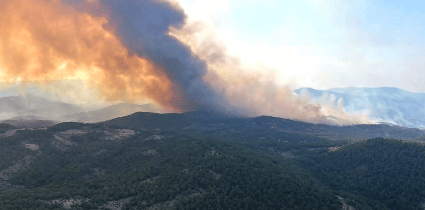 Έβρος: Πώς η φωτιά επηρεάζει την άγρια πανίδα του Εθνικού Πάρκου Δαδιάς