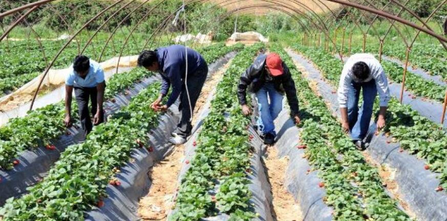 Δυτική Ελλάδα: «Ανοίγει ο δρόμος» για εργάτες γης