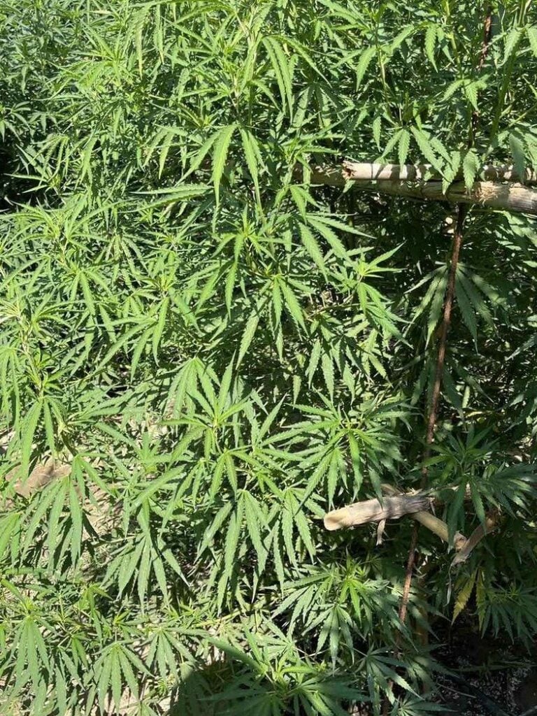 Ερύμανθος: Χασισόδεντρα έως και 4 μέτρα εντόπισε η ΕΛΑΣ - Έπιασαν επ΄αυτοφώρω 60χρονο να τα ποτίζει