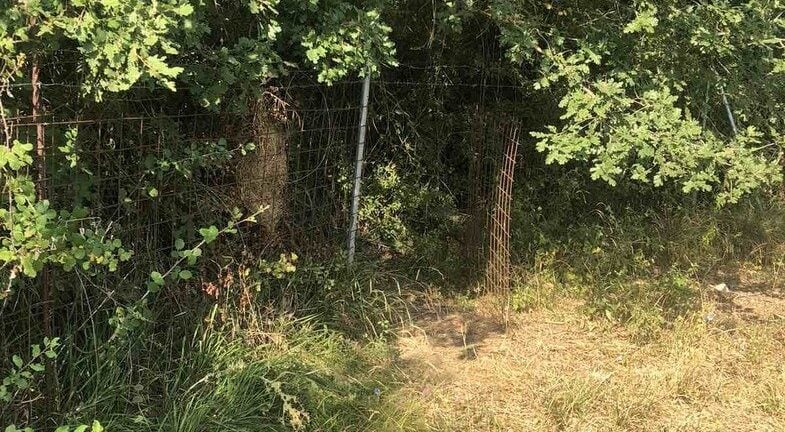 Ερύμανθος: Χασισόδεντρα έως και 4 μέτρα εντόπισε η ΕΛΑΣ - Έπιασαν επ΄αυτοφώρω 60χρονο να τα ποτίζει