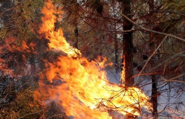 Φωτιά στη Μεσσηνία: Εκκενώθηκε η Χρυσοκελλαριά - Ενίσχυση των Πυροσβεστικών δυνάμεων ΒΙΝΤΕΟ