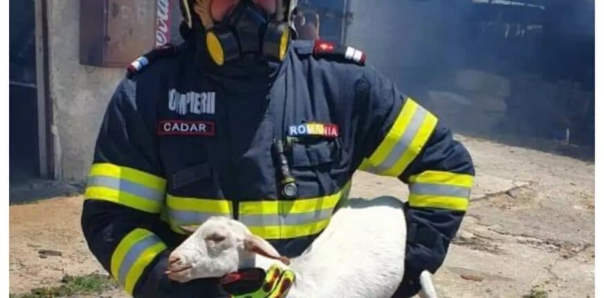Φωτιά στο Σχηματάρι: Πυροσβέστης από τη Ρουμανία έσωσε από τις φλόγες ένα μικρό πρόβατο