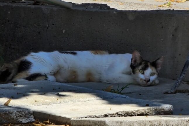 Δηλητηρίασαν και θανάτωσαν 4 γάτες στα Κρέστενα