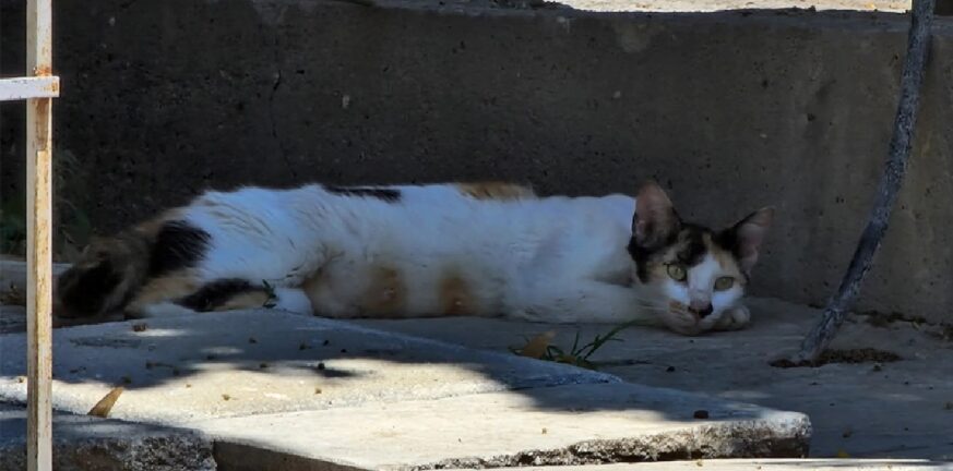 Δηλητηρίασαν και θανάτωσαν 4 γάτες στα Κρέστενα