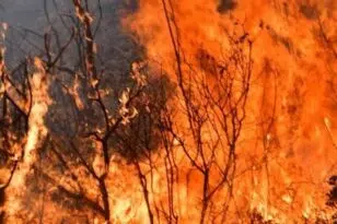 Φωτιά στην Ηλεία: Δύσκολη η νύχτα - Εκκενώθηκαν οικισμοί - Στη μάχη πάνω απο 100 πυροσβέστες ΒΙΝΤΕΟ