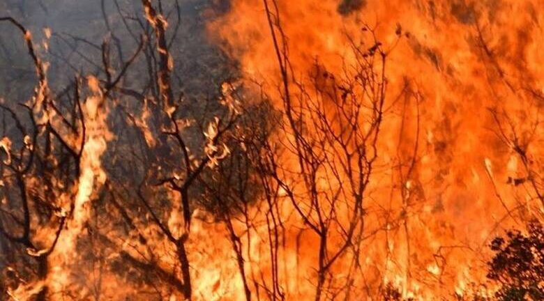 Φωτιά στην Ηλεία: Δύσκολη η νύχτα - Εκκενώθηκαν οικισμοί - Στη μάχη πάνω απο 100 πυροσβέστες ΒΙΝΤΕΟ