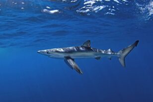 Αίγυπτος: Καρχαρίας κατασπάραξε δύο τουρίστες στην Ερυθρά Θάλασσα