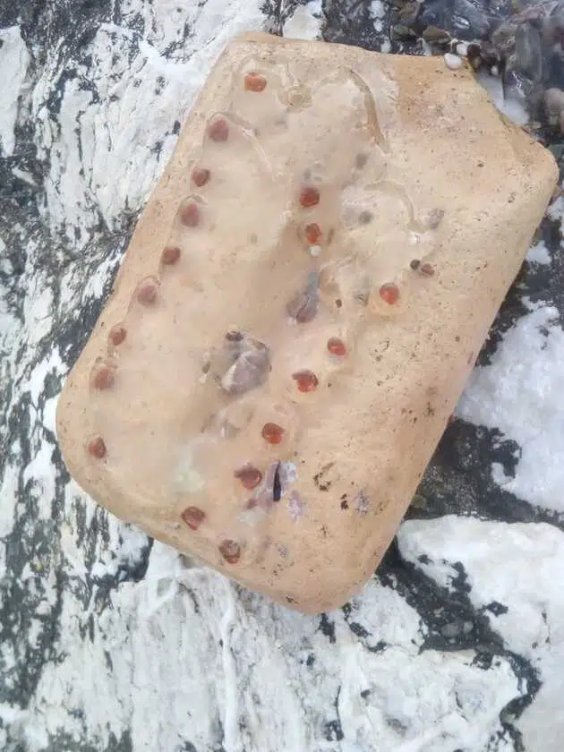 Πάτρα: Προβληματισμός για το «εύρημα» που εντόπισαν λουόμενοι στην παραλία Καστελόκαμπου - ΦΩΤΟ