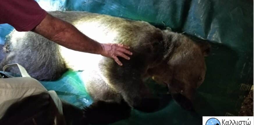 Καστοριά: Απομακρύνθηκε αρκούδα από κατοικημένη περιοχή
