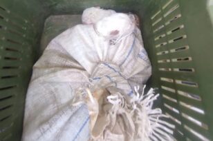 Ηλεία: Άνδρας έβαλε σε τσουβάλι νεογέννητα κουτάβια και ετοιμαζόταν να τα πετάξει