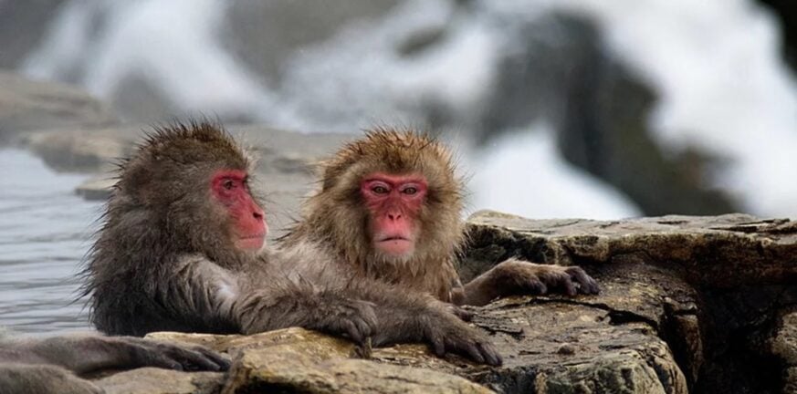 Iαπωνία: Μαϊμού επιτέθηκε και τραυμάτισε 42 άτομα- ΒΙΝΤΕΟ