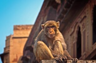 Ινδία: Μαϊμού άρπαξε μωρό 4 μηνών από τα χέρια των γονιών του και το πέταξε από ταράτσα ΒΙΝΤΕΟ