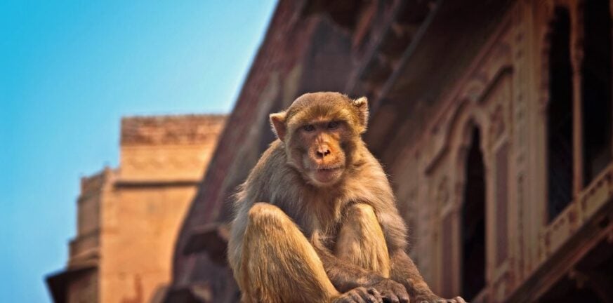 Ινδία: Μαϊμού άρπαξε μωρό 4 μηνών από τα χέρια των γονιών του και το πέταξε από ταράτσα ΒΙΝΤΕΟ