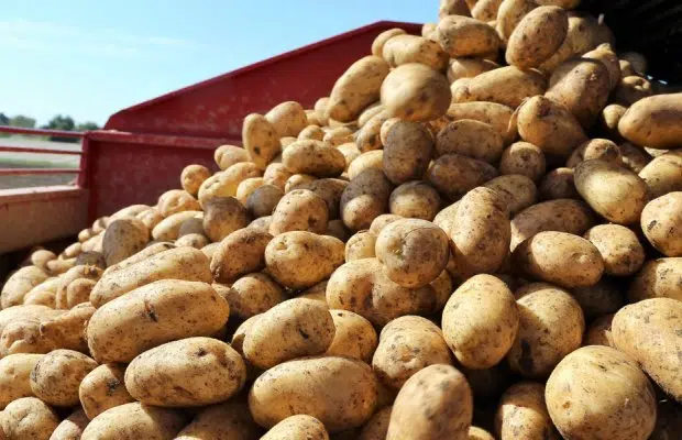 Η Ουκρανία «τρώει» πατάτες Αχαγιάς και σώζει την παρτίδα