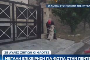 Συγκινητική στιγμή στο Ντράφι: Εθελοντής με γυμνά χέρια πηδά ψηλή πόρτα και σώζει μεγαλόσωμο σκύλο - ΒΙΝΤΕΟ