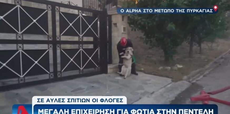 Συγκινητική στιγμή στο Ντράφι: Εθελοντής με γυμνά χέρια πηδά ψηλή πόρτα και σώζει μεγαλόσωμο σκύλο - ΒΙΝΤΕΟ