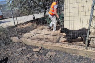 Φωτιά στην Πεντέλη: Σώζοντας ζώα από την κόλαση ΦΩΤΟ
