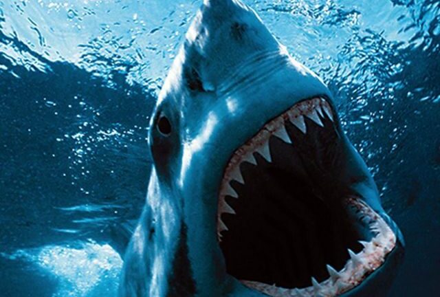 Αίγυπτος: Καρχαρίας κατασπάραξε τουρίστρια ενώ κολυμπούσε ΒΙΝΤΕΟ